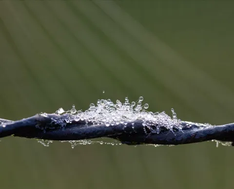 Dew on the wire