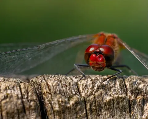 Red dragonfly