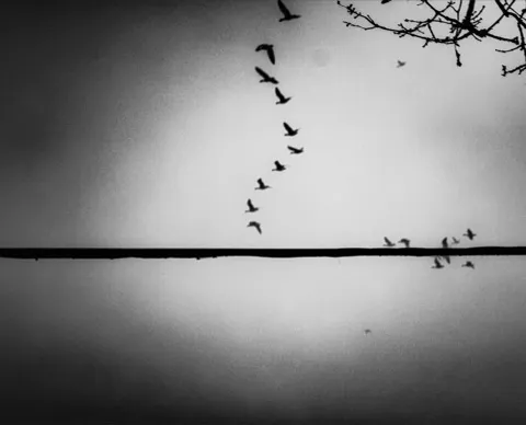 Geese in flight