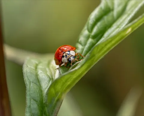 Ladybird