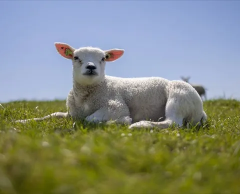 Spring lamb