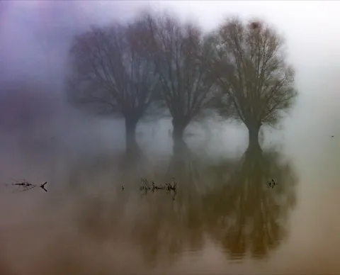 Willows in the mist