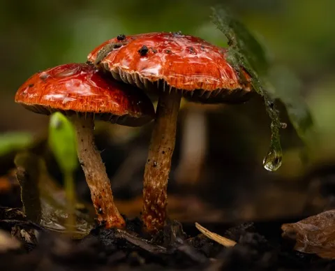 Forest floor
