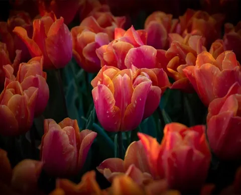 Tulips at dusk